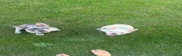French Bulldog dogs for sale: Two Beautiful Blue Eyed Babies for Sale in Tonbridge - Advert 2
