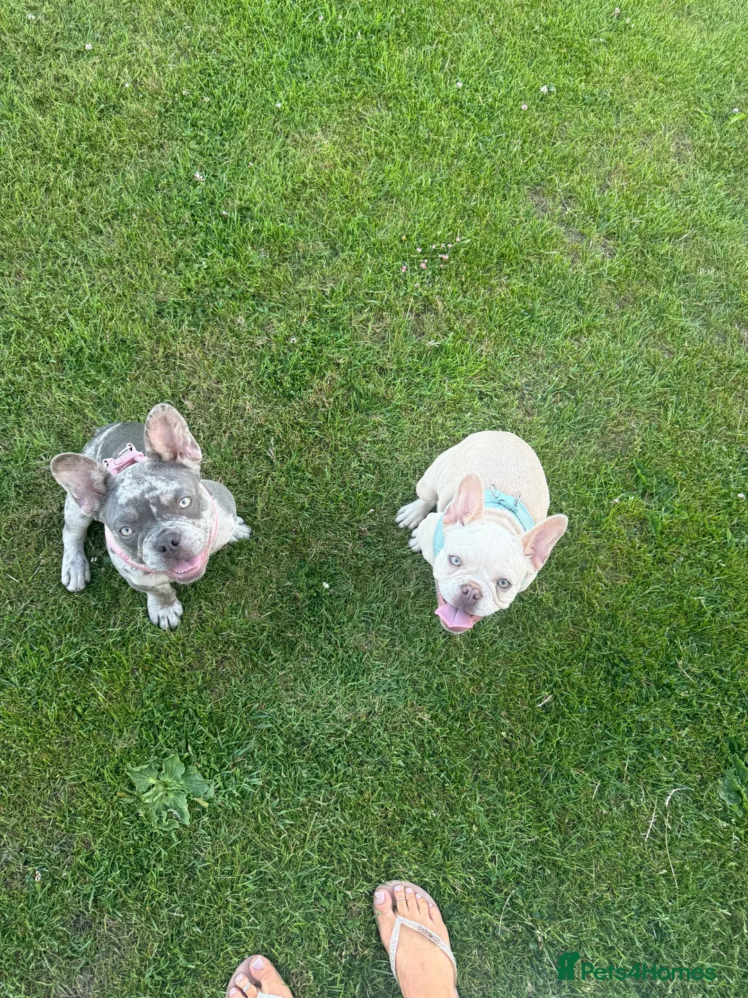 French Bulldog dogs for sale: Two Beautiful Blue Eyed Babies for Sale in Tonbridge - Advert 2