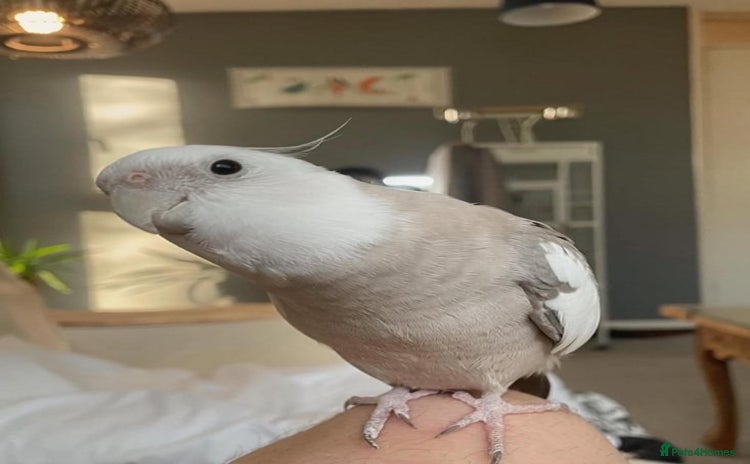 Cockatiels birds Bonded pair of Cockatiels in need of a new home. - Advert 1