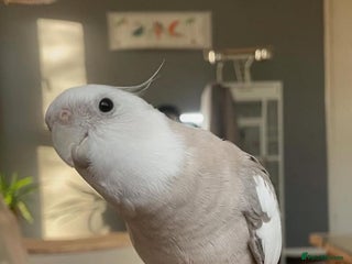 Cockatiels birds Bonded pair of Cockatiels in need of a new home. - Advert 1