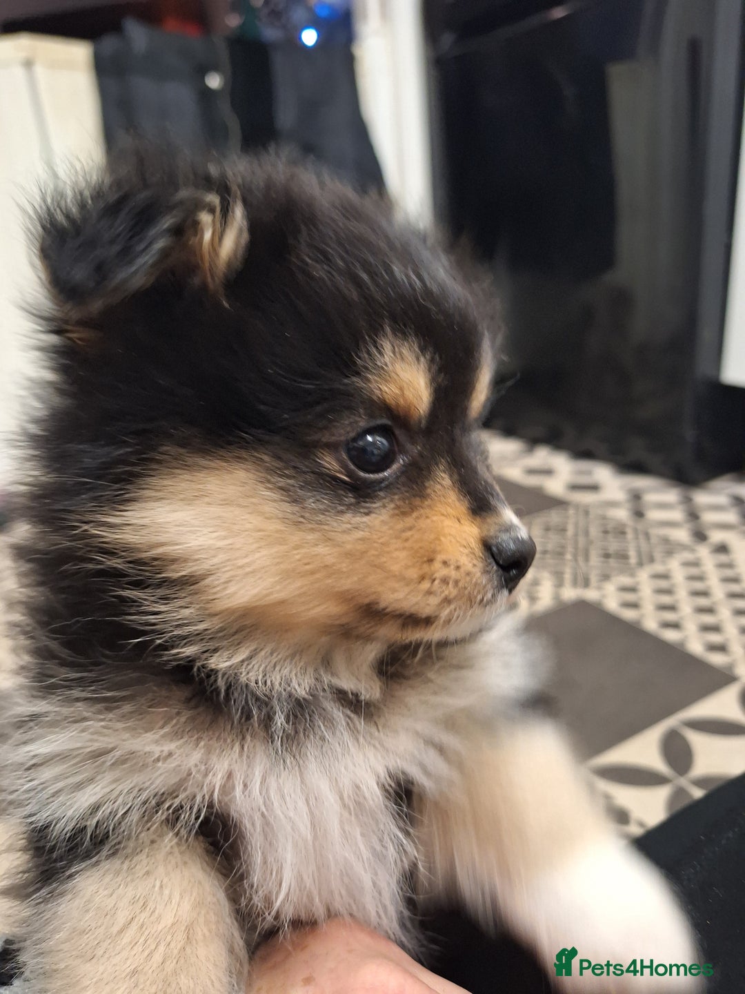 Pomeranian dogs for sale: Little cuties - Advert 8