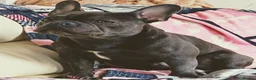French Bulldog dogs for stud: Mr Louie Beans  in Bournemouth - Advert 5