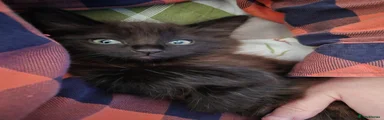 Mixed Breed Kitten 1