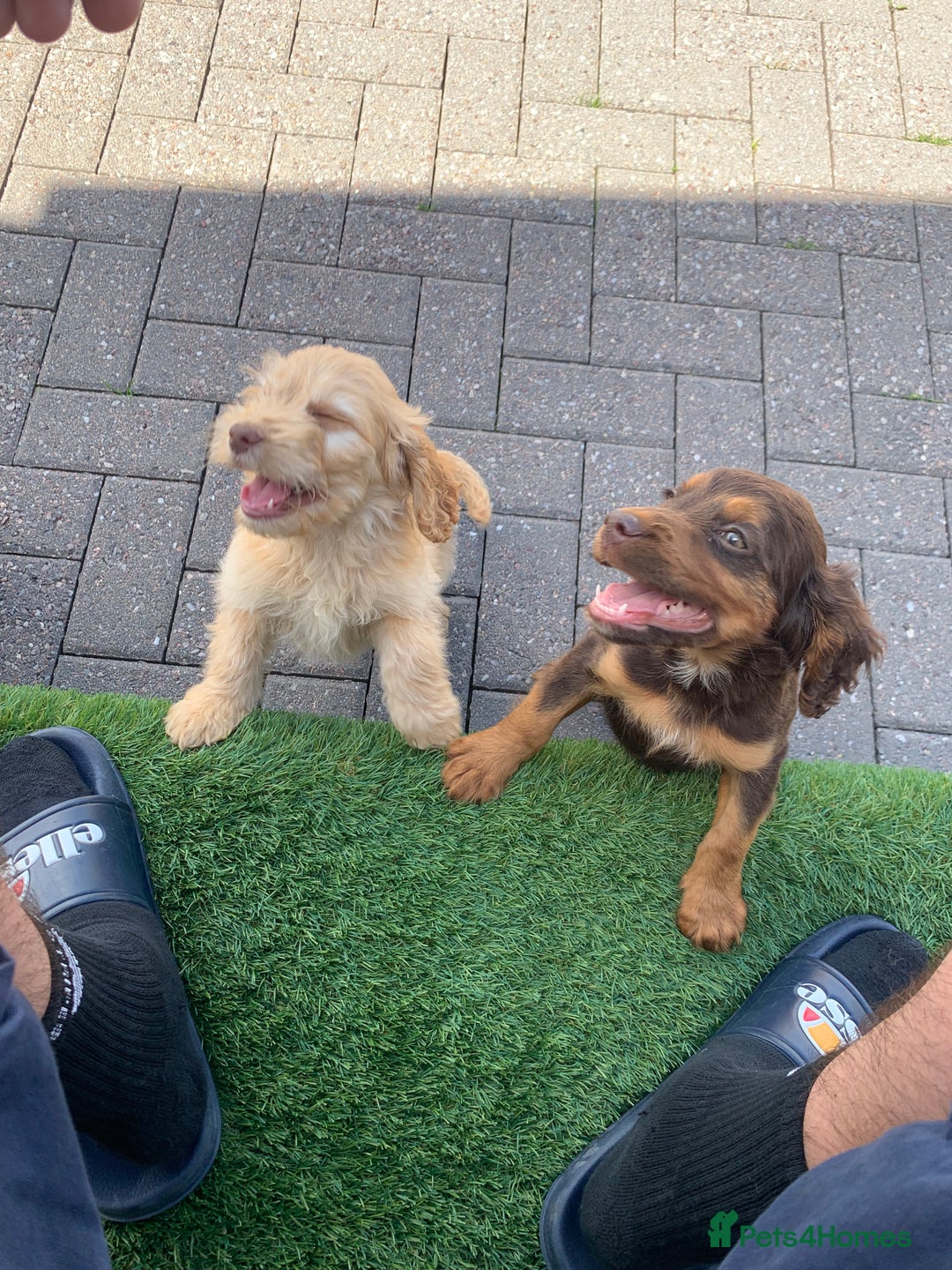 Cockapoo dogs for sale: ((Ready now))F1b cockerpoo puppies  - Image 11