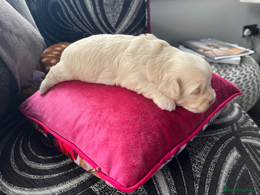 Mixed Breed dogs for sale: Amazing Shweenie girl - Advert 7