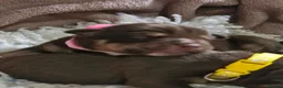 Mixed Breed dogs for sale: Stunning olde English Bulldogges  in Preston - Advert 5