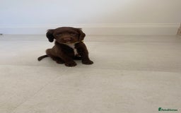 Sprocker dogs for sale: Last 2 girls available chocolate Sprockers - Image 22