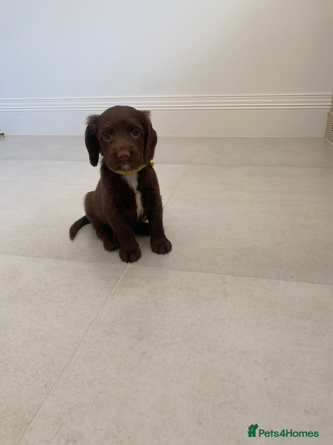 Sprocker dogs for sale: Last 2 girls available chocolate Sprockers - Image 22