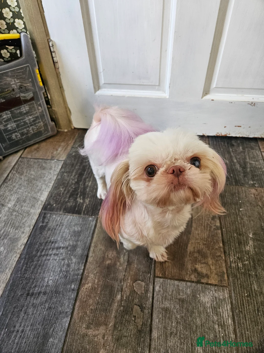 Shih Tzu dogs for sale: Stunning imperial girl - Advert 4