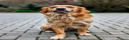 Golden Retriever dogs for stud: Golden Retriever Stud  - Advert 8