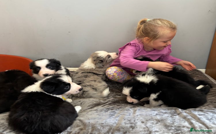 Border Collie dogs - Advert 8