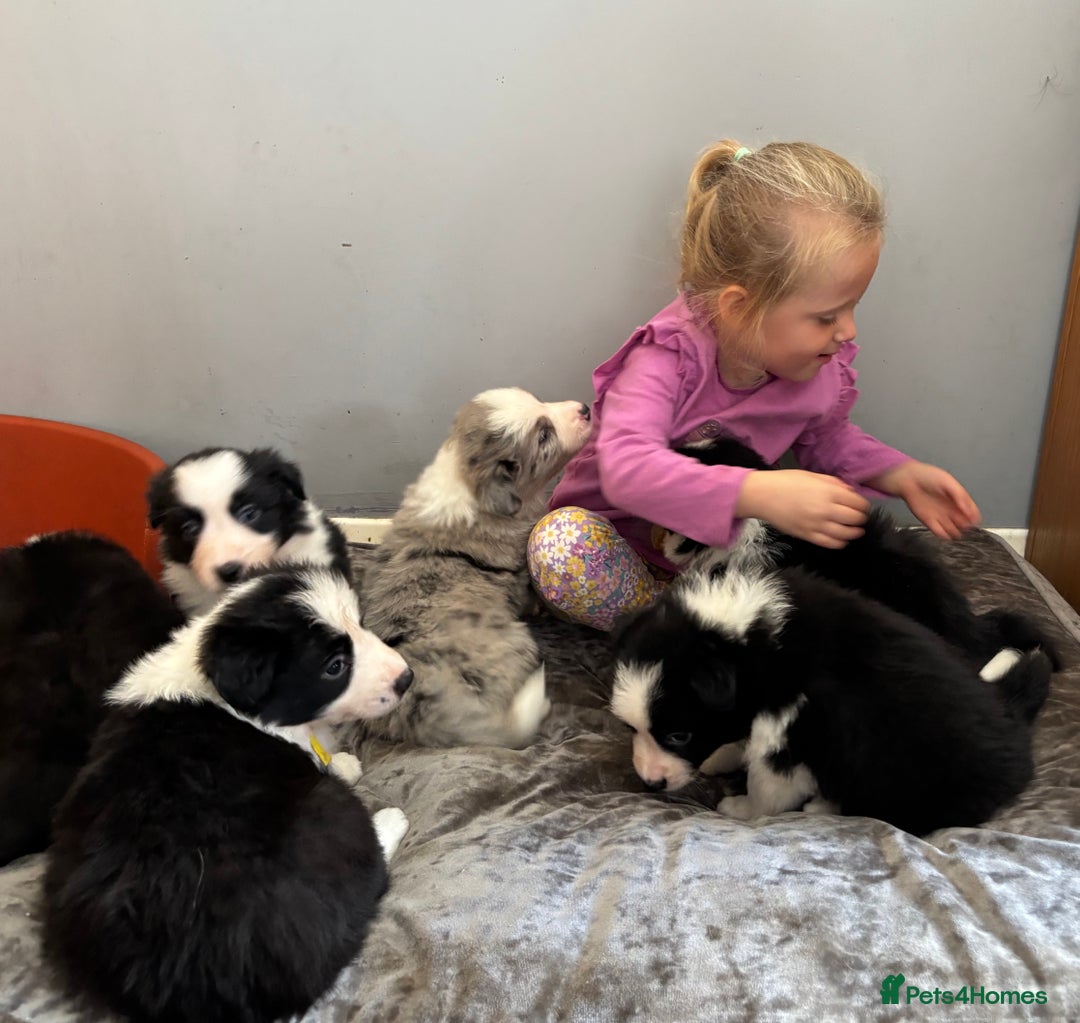 Border Collie dogs for sale: 7 Beautiful Border Collie Puppies  - Image 5