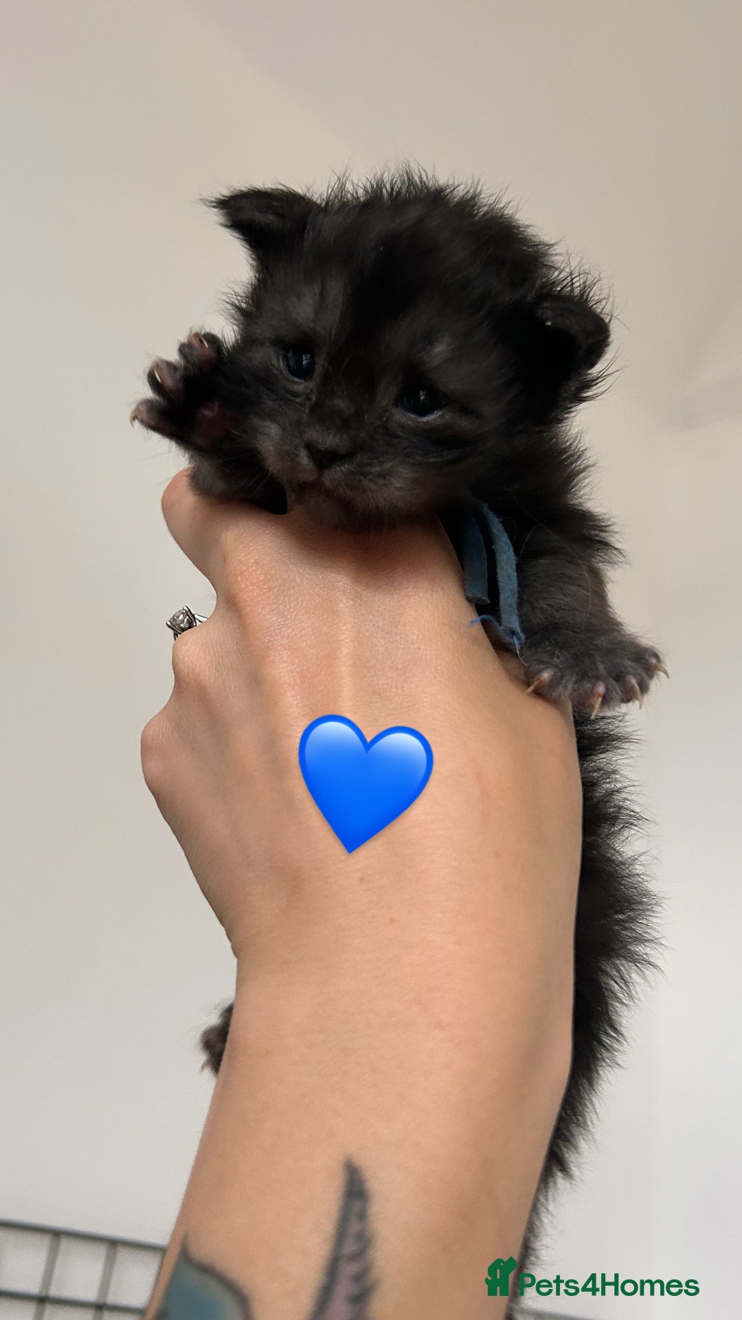 Maine Coon cats for sale: Black smoke mainecoon kittens - Image 4