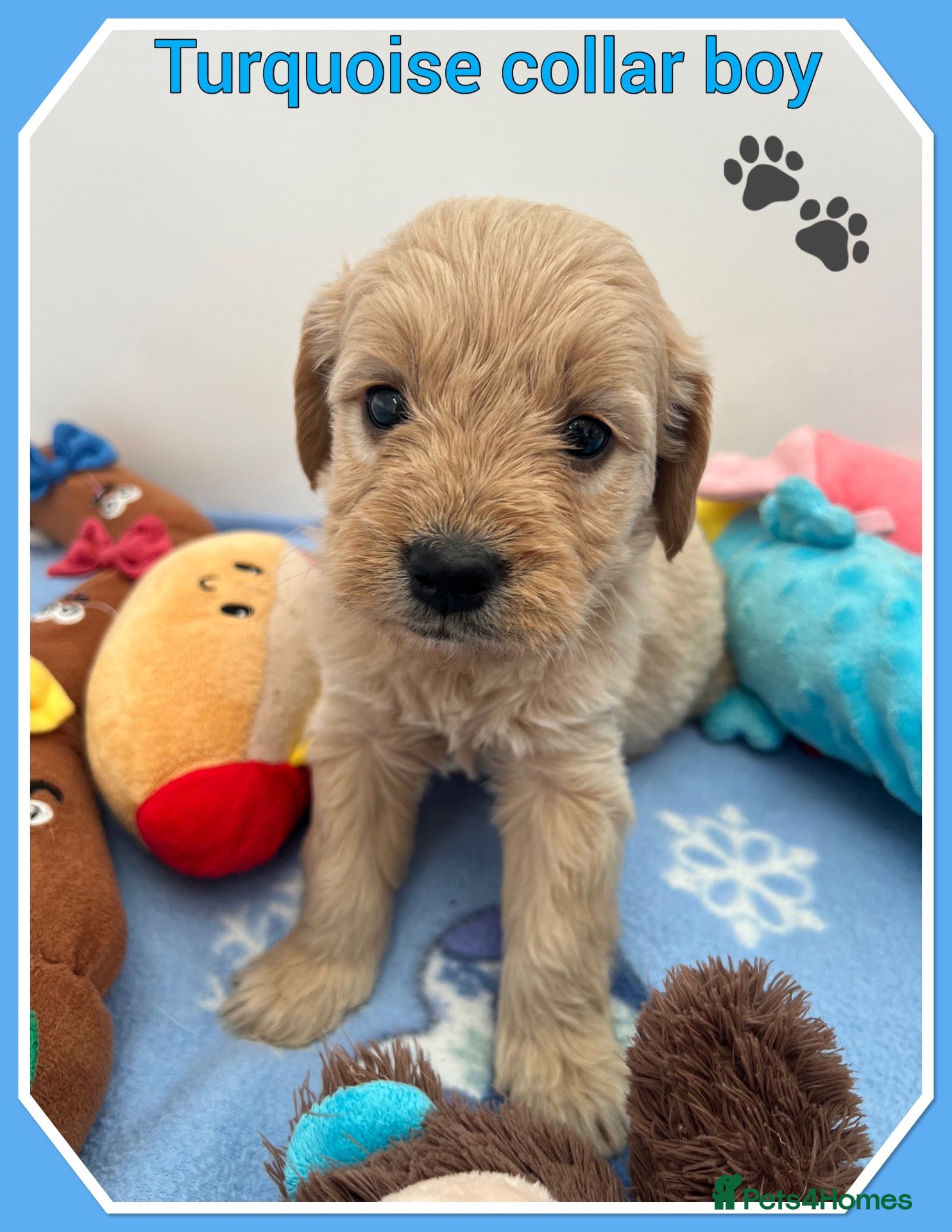 Mini Goldendoodle dogs 🐶 STUNNING F1 MINIATURE GOLDENDOODLES 🐶 - Advert 6