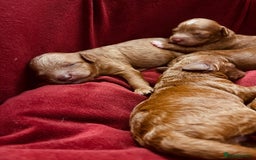 Cavapoo dogs for sale: Cavapoo F1b puppies-5* licensed - Image 9