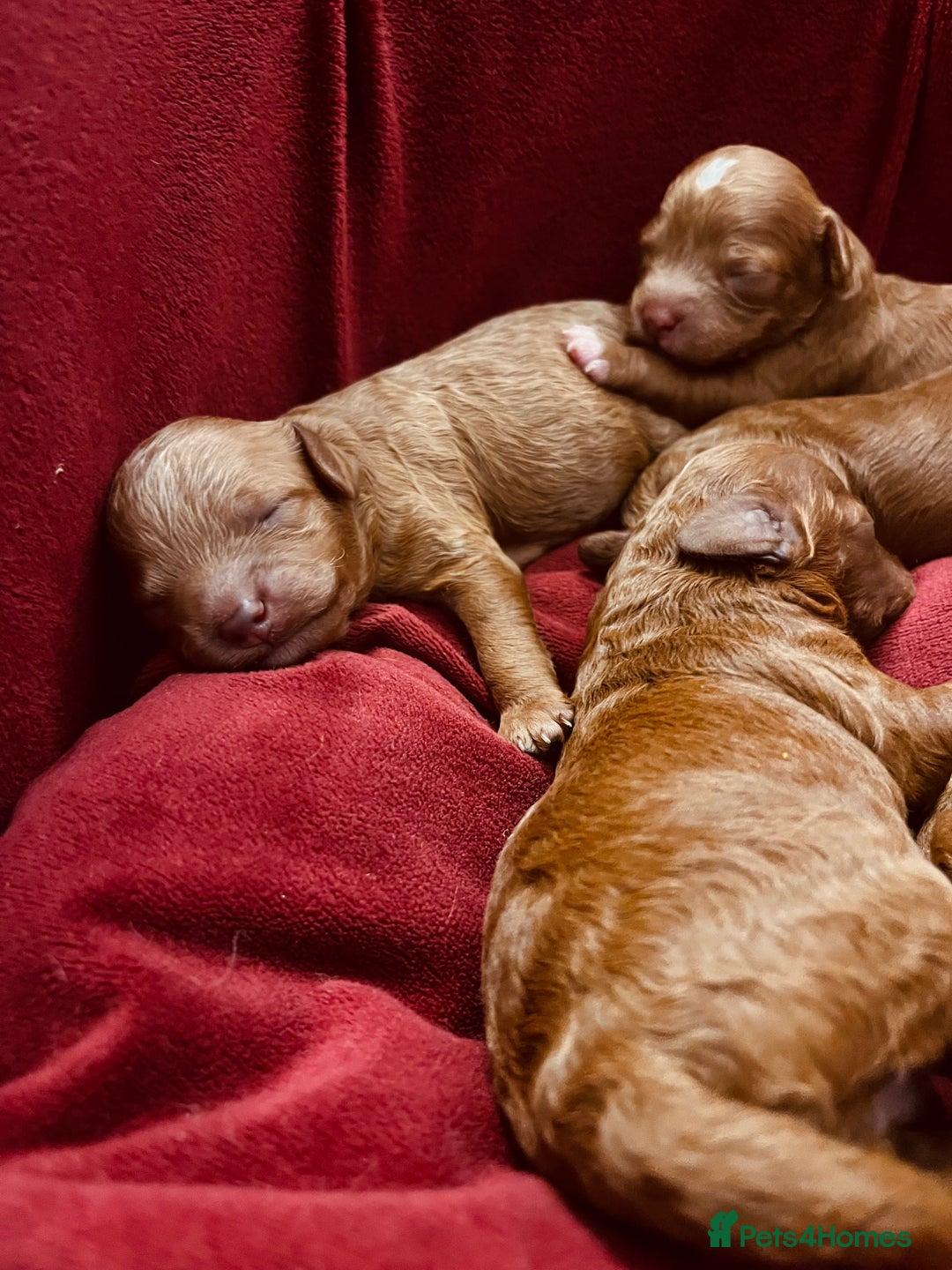 Cavapoo dogs for sale: Cavapoo F1b puppies-5* licensed - Image 9