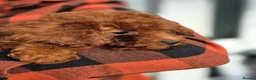 Toy Poodle dogs for sale: Asian toy poodle  - Advert 36