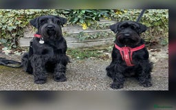 Schnauzer dogs for sale: Beautiful Black Standard Schnauzer Puppies. - Image 2