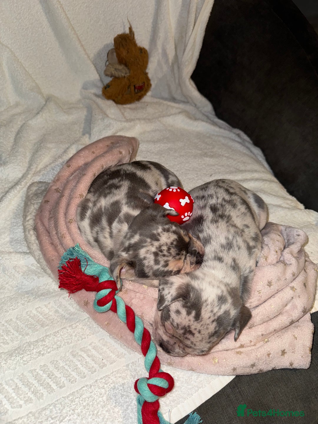 French Bulldog dogs for sale: 🐶 Stunning Merle Lilac Fawn French Bulldogs - Advert 34