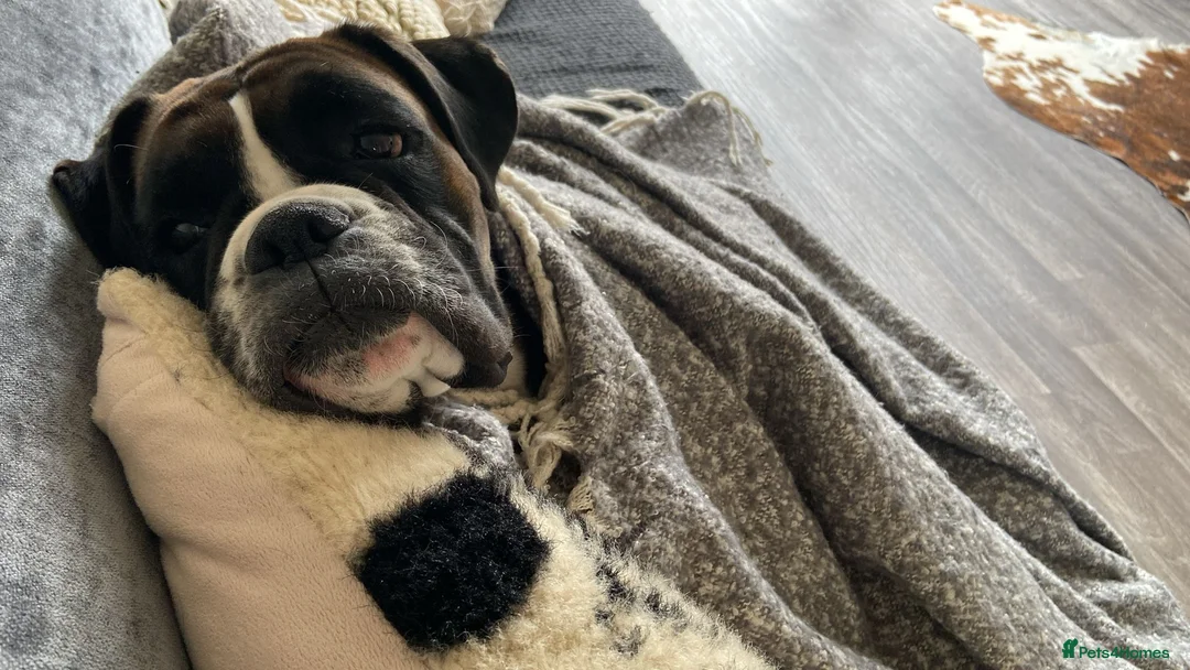 Boxer dogs for sale: Narla 3 year old Boxer - Advert 1