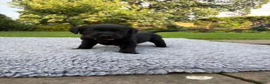 Labrador Retriever 7