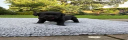 Labrador Retriever dogs for sale: Black Labrador Puppies - Advert 19