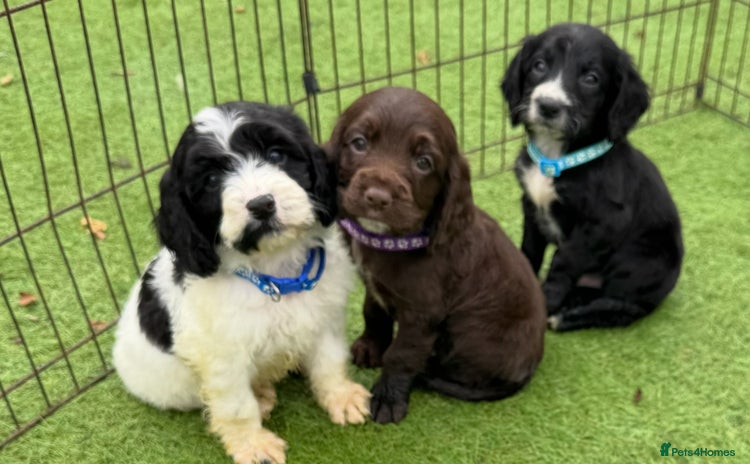 Cockapoo dogs - Advert 1