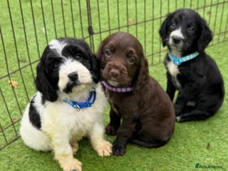 Cockapoo dogs for sale - Advert 1