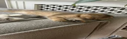 British Shorthair cats for sale: British Shorthair Chinchilla Female Kittens - Advert 13