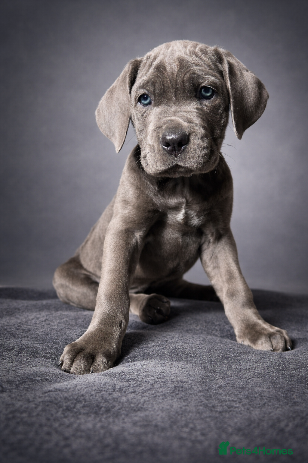 Cane Corso dogs READY NOW! Last stunning blue  - Advert 3
