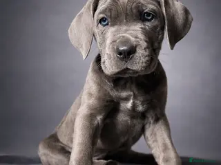 Cane Corso dogs READY NOW! Last stunning blue - Advert 3