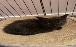 Maine Coon cats for sale:  Adorable Ragdoll x Maine Coon Kittens  - Image 18