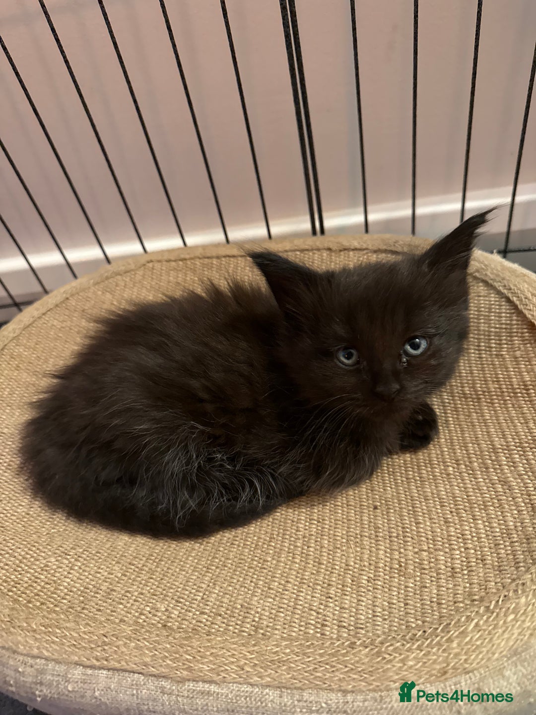 Maine Coon cats for sale:  Adorable Ragdoll x Maine Coon Kittens  - Image 18
