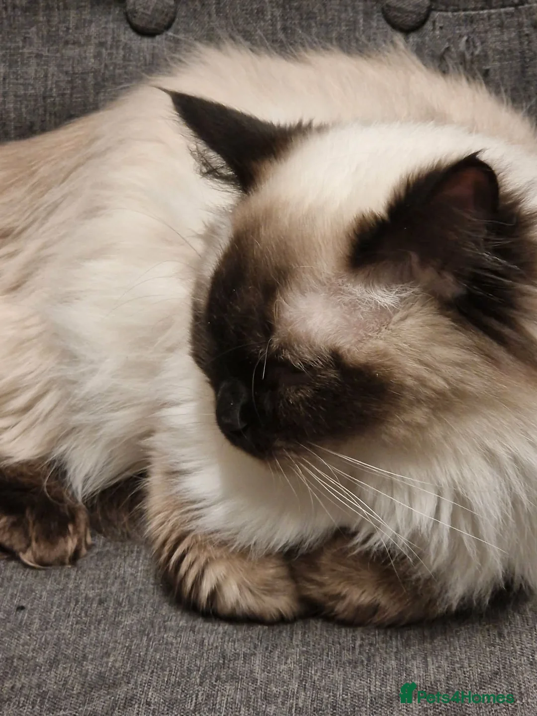 Ragdoll cats for sale: Stunning ragdoll female  - Advert 2