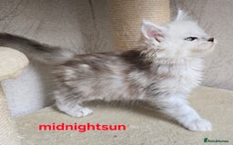 Maine Coon cats for sale: RARE Maine Coon Kittens Black Shaded  - Image 8