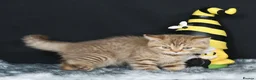 British Shorthair cats for sale: Tica registered British Shorthaired kittens  - Advert 8
