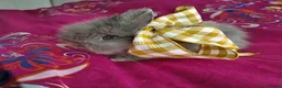Lionhead rabbits for sale: Pure Breed Double Mained Lionhead - Advert 11