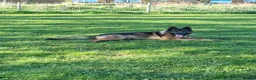 German Shepherd dogs for sale: Pablo  in Saint Helens - Advert 1