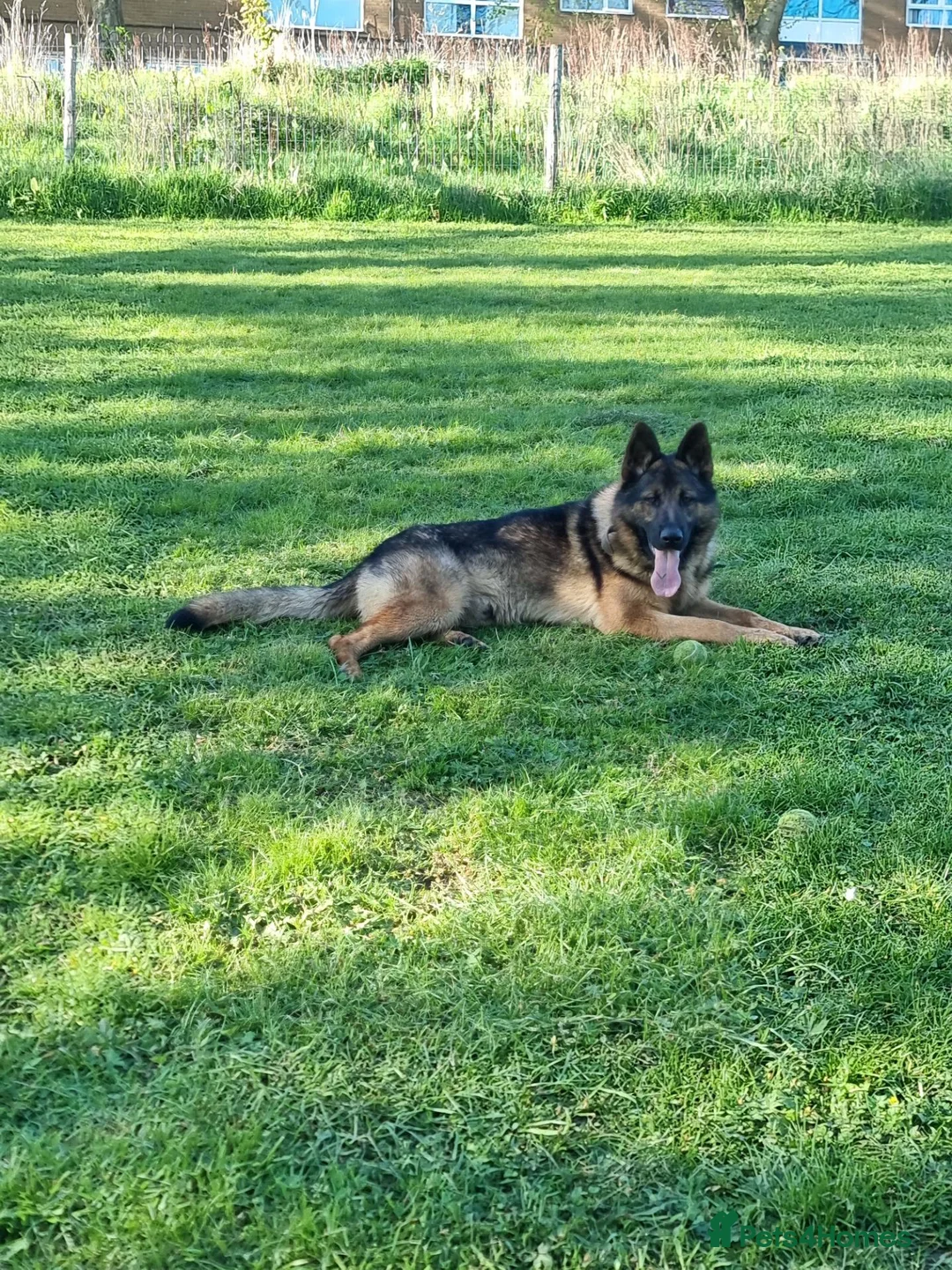 German Shepherd dogs for sale: Pablo  in Saint Helens - Advert 1