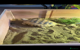 Tortoise reptiles for sale: 9yr old tortoise and table  - Image 3