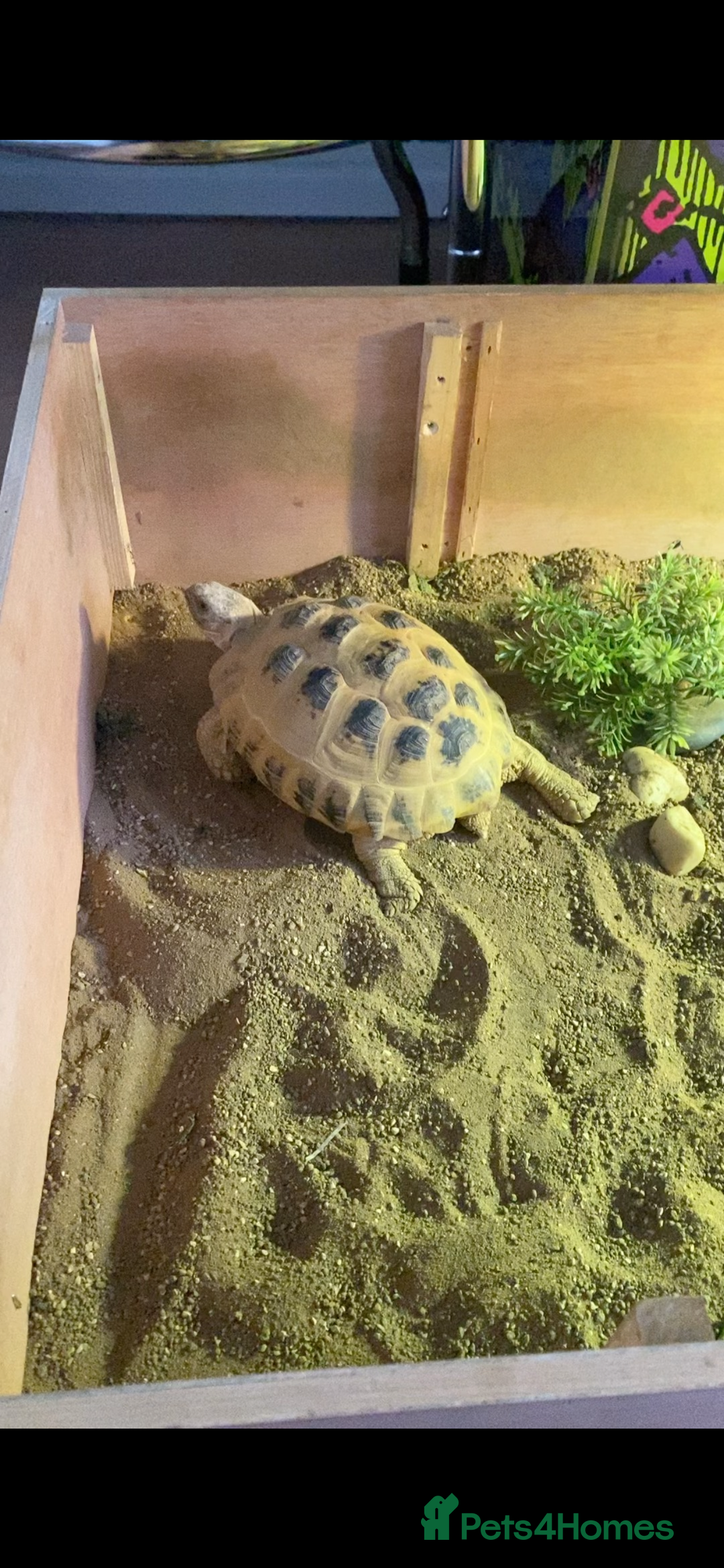 Tortoise reptiles for sale: 9yr old tortoise and table  - Image 3
