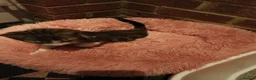 Mixed Breed cats for sale: Playfully loving Kitten looks for a lovely home  in Dartford - Advert 2