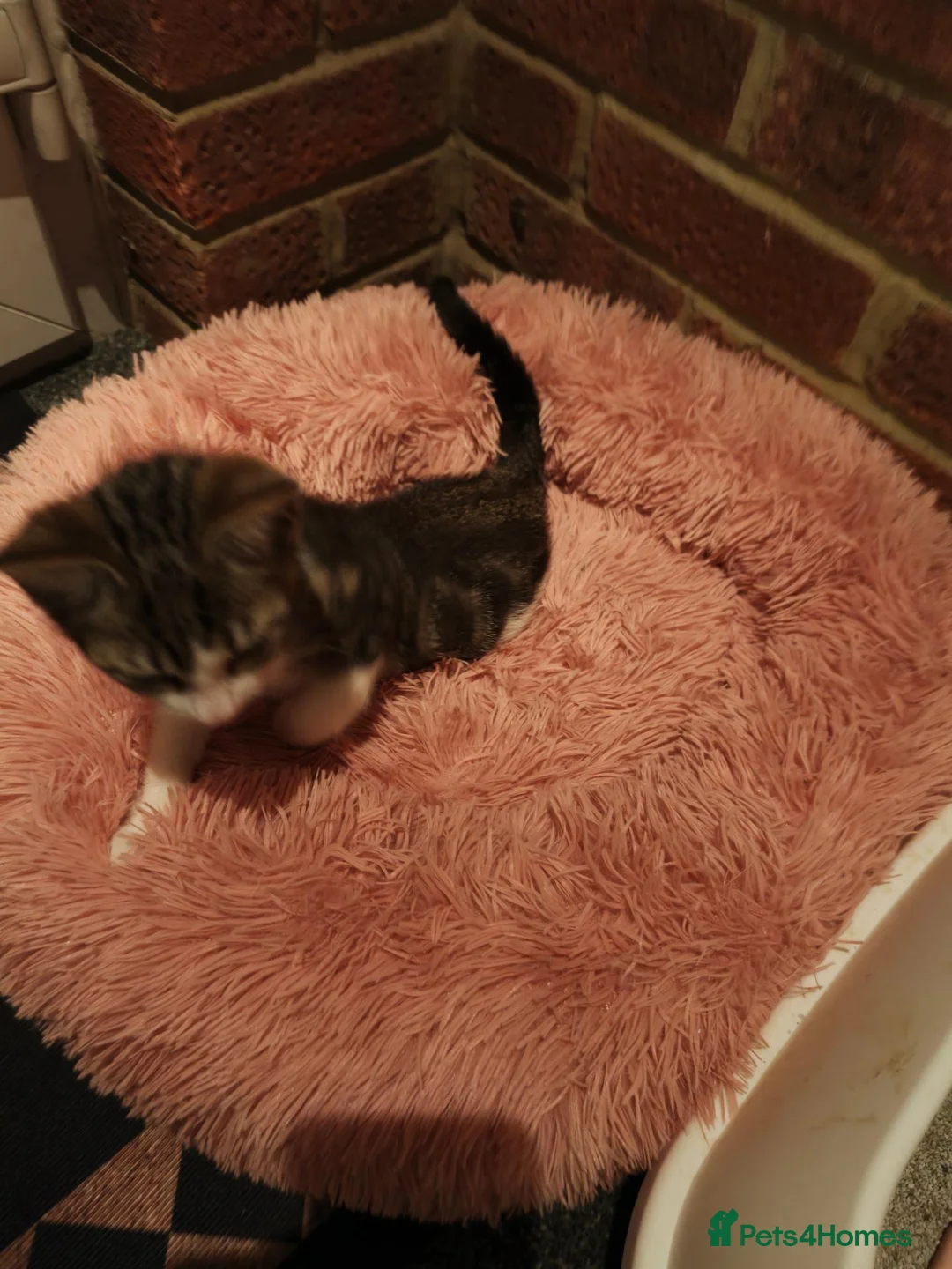 Mixed Breed cats for sale: Playfully loving Kitten looks for a lovely home  in Dartford - Advert 2