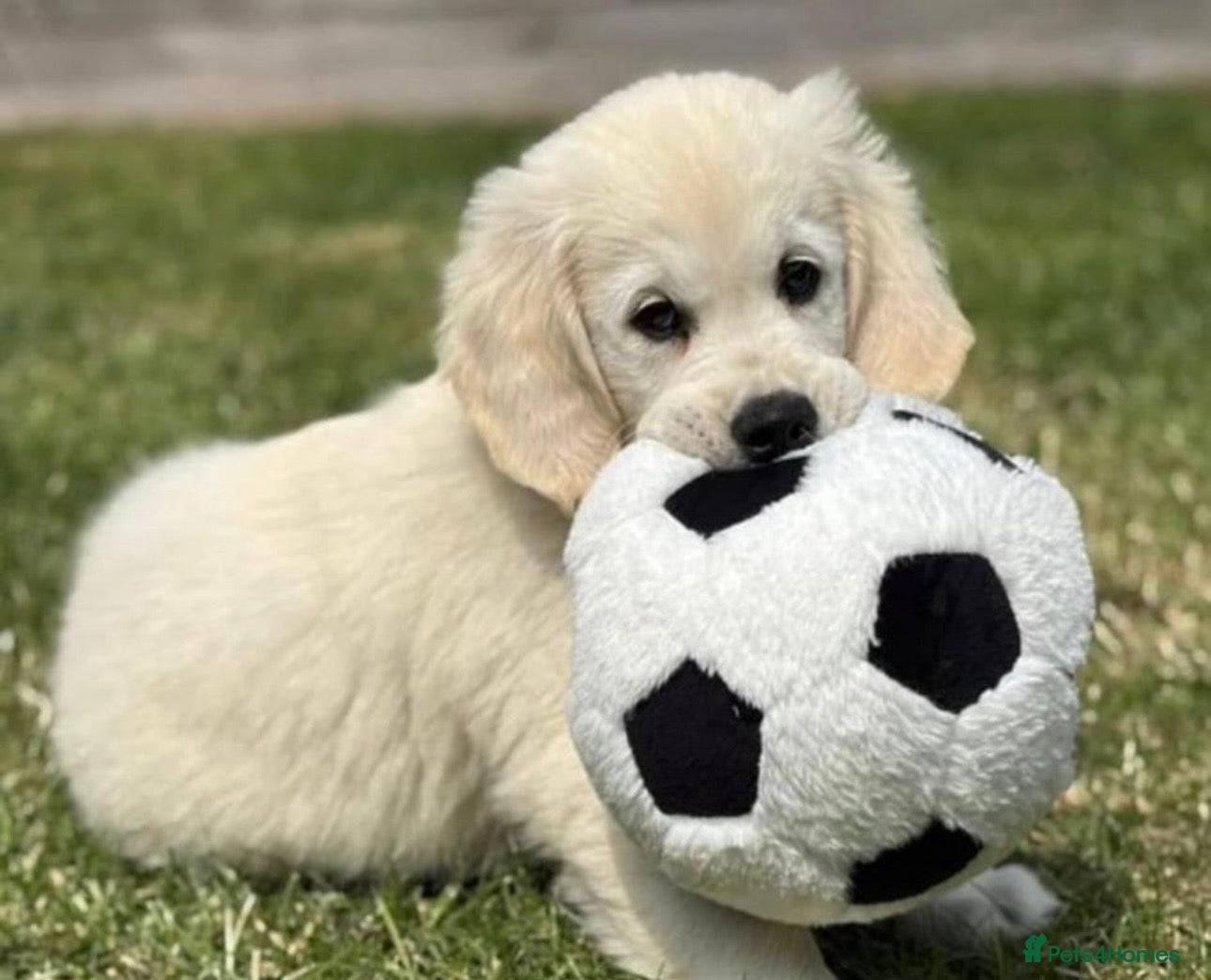 Golden Retriever dogs Superb Golden Retriever Kennel Club Registered  - Advert 1