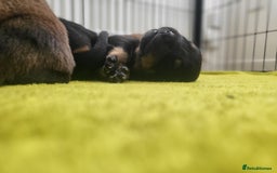 Mixed Breed dogs for sale: Beautiful Ridgeback Staffy x Rottweiler Puppies - Advert 30