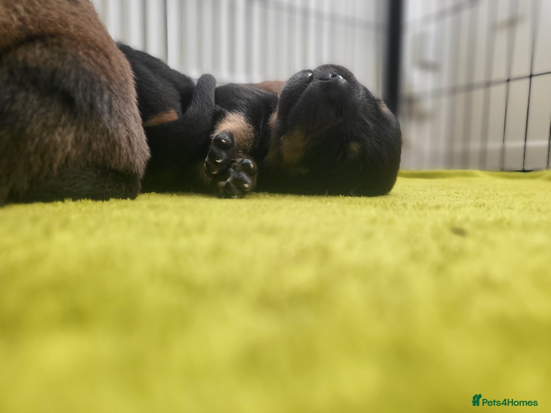 Mixed Breed dogs for sale: Beautiful Ridgeback Staffy x Rottweiler Puppies - Advert 30