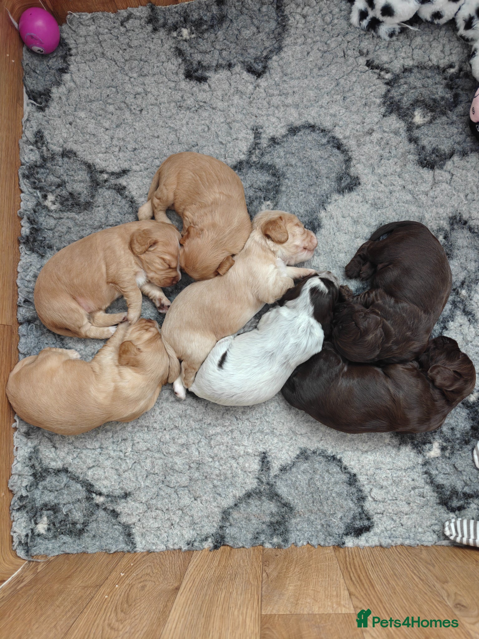 Cocker Spaniel dogs Cocker spaniel puppies - Advert 18