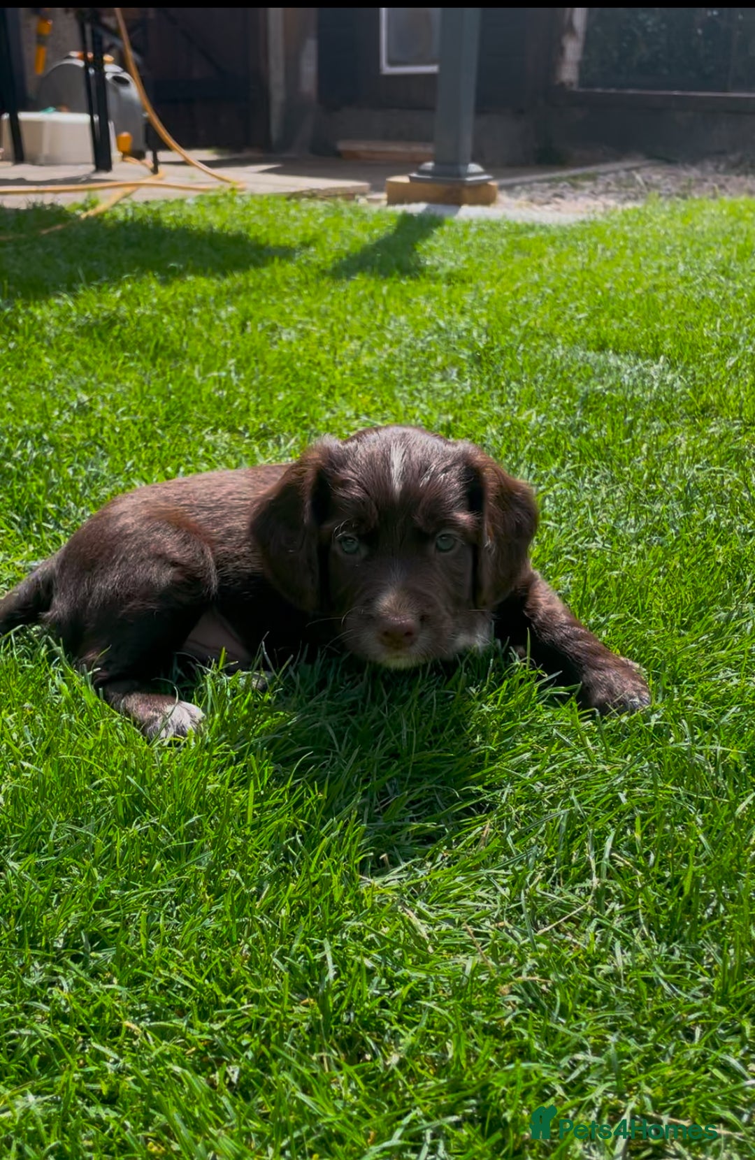 Cocker Spaniel dogs for sale: Working Cocker Spaniel Puppies - Image 3
