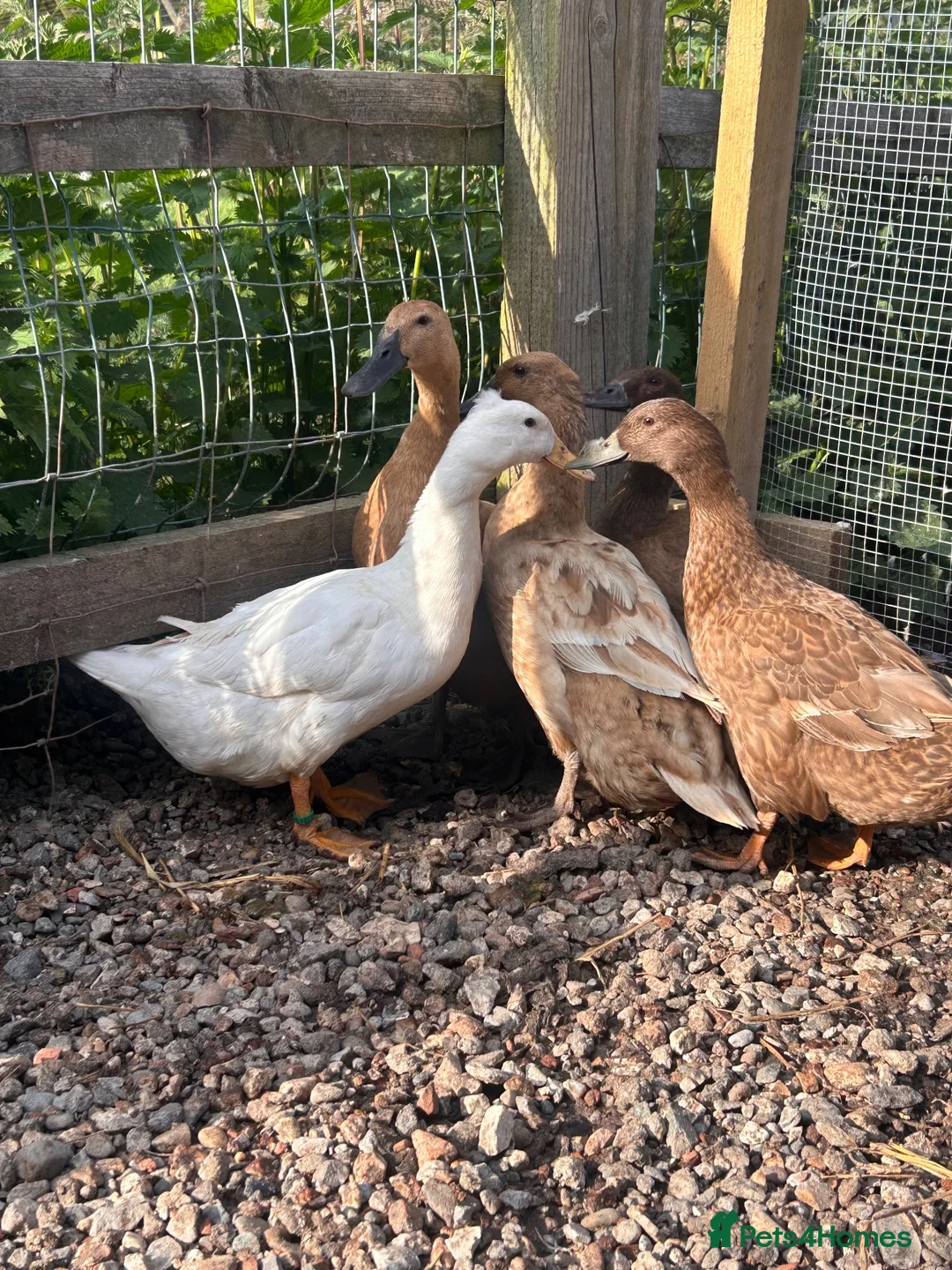 Ducks poultry for sale: Khaki Campbell POL - Advert 2