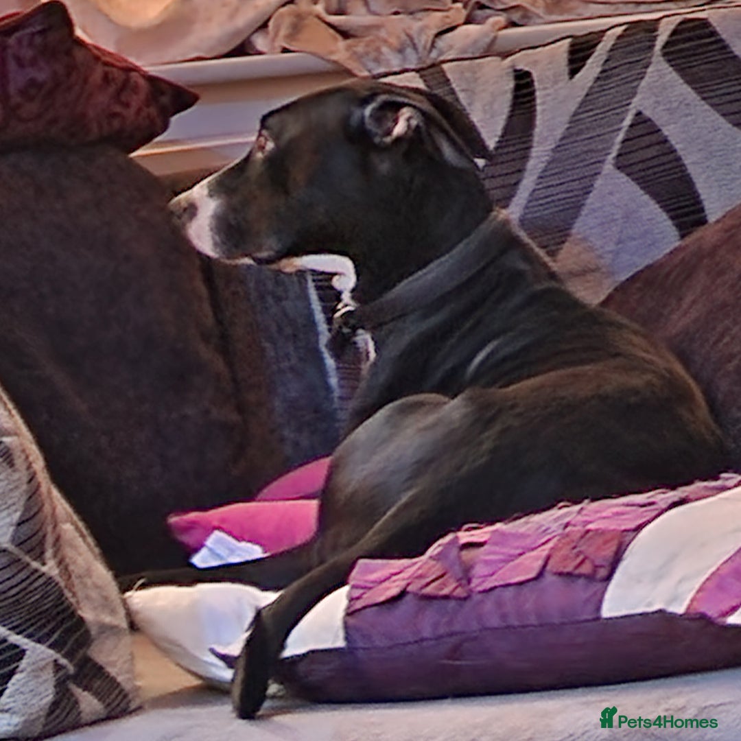 Mixed Breed dogs for sale: Female dog for rehoming - Image 9